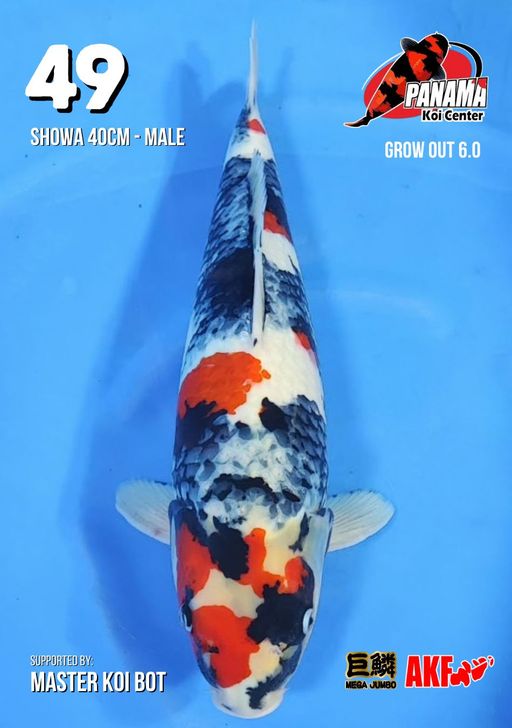 Lelang Koi Online, Jual Beli Ikan Koi, Pusat Jual Beli Koi, Info Lelang Koi Hari Ini, Platform Jual Beli Koi, Jual Beli Ikan Koi Online, Marketplace Ikan Koi, Jual Koi Terbaik, Tempat Beli Koi Berkualitas, Pasar Ikan Koi Online Terpercaya, Penjual Ikan Koi Terpercaya, Beli Koi Hias Online, Ikan Koi untuk Dijual, Koi Kualitas Terbaik, Toko Online Ikan Koi, Koi Hias Untuk Dijual, Jual Beli Ikan Koi Lokal, Koi Indonesia Online, Pusat Jual Beli Koi Terbesar