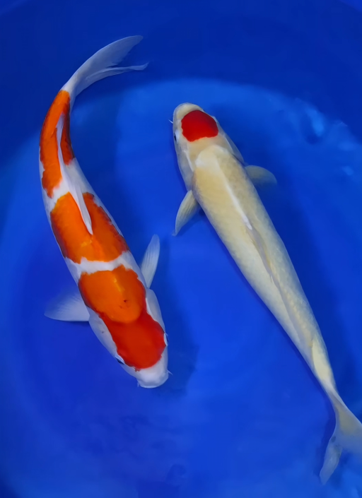 C. KOHAKU VS TANCO 2...