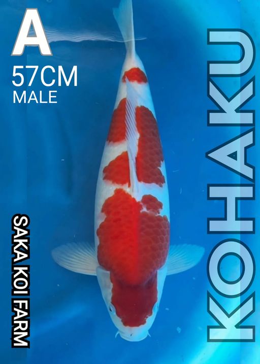 A. KOHAKU SAKA KOI 5...