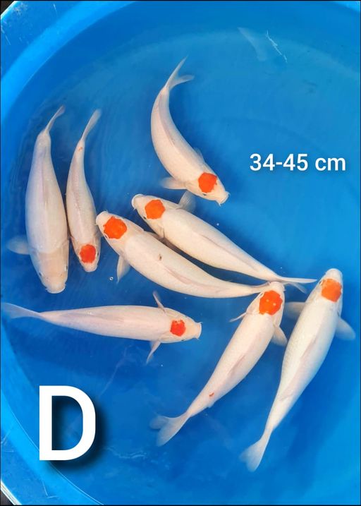 D. PAKET TANCHO 45cm