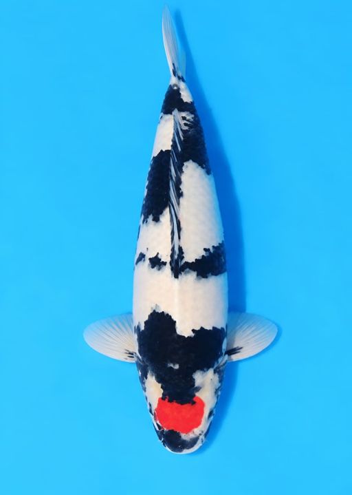 A. TANCO 55cm [MALE]...