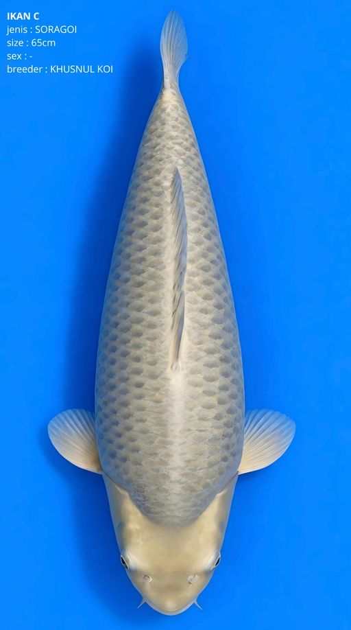 B. SORAGOI SUPERBULK...