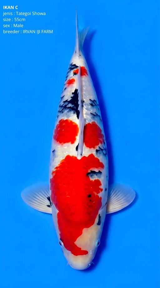 C. TATEGOI SHOWA GOO...