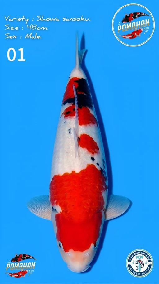 Lelang Koi Online, Jual Beli Ikan Koi, Pusat Jual Beli Koi, Info Lelang Koi Hari Ini, Platform Jual Beli Koi, Jual Beli Ikan Koi Online, Marketplace Ikan Koi, Jual Koi Terbaik, Tempat Beli Koi Berkualitas, Pasar Ikan Koi Online Terpercaya, Penjual Ikan Koi Terpercaya, Beli Koi Hias Online, Ikan Koi untuk Dijual, Koi Kualitas Terbaik, Toko Online Ikan Koi, Koi Hias Untuk Dijual, Jual Beli Ikan Koi Lokal, Koi Indonesia Online, Pusat Jual Beli Koi Terbesar