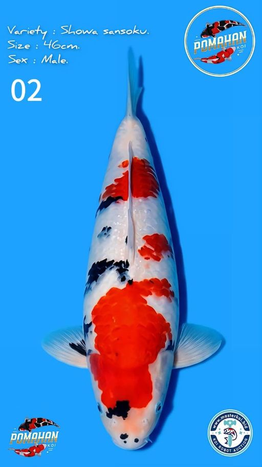 Lelang Koi Online, Jual Beli Ikan Koi, Pusat Jual Beli Koi, Info Lelang Koi Hari Ini, Platform Jual Beli Koi, Jual Beli Ikan Koi Online, Marketplace Ikan Koi, Jual Koi Terbaik, Tempat Beli Koi Berkualitas, Pasar Ikan Koi Online Terpercaya, Penjual Ikan Koi Terpercaya, Beli Koi Hias Online, Ikan Koi untuk Dijual, Koi Kualitas Terbaik, Toko Online Ikan Koi, Koi Hias Untuk Dijual, Jual Beli Ikan Koi Lokal, Koi Indonesia Online, Pusat Jual Beli Koi Terbesar