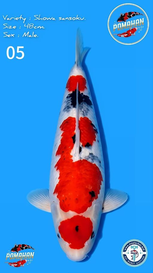 Lelang Koi Online, Jual Beli Ikan Koi, Pusat Jual Beli Koi, Info Lelang Koi Hari Ini, Platform Jual Beli Koi, Jual Beli Ikan Koi Online, Marketplace Ikan Koi, Jual Koi Terbaik, Tempat Beli Koi Berkualitas, Pasar Ikan Koi Online Terpercaya, Penjual Ikan Koi Terpercaya, Beli Koi Hias Online, Ikan Koi untuk Dijual, Koi Kualitas Terbaik, Toko Online Ikan Koi, Koi Hias Untuk Dijual, Jual Beli Ikan Koi Lokal, Koi Indonesia Online, Pusat Jual Beli Koi Terbesar
