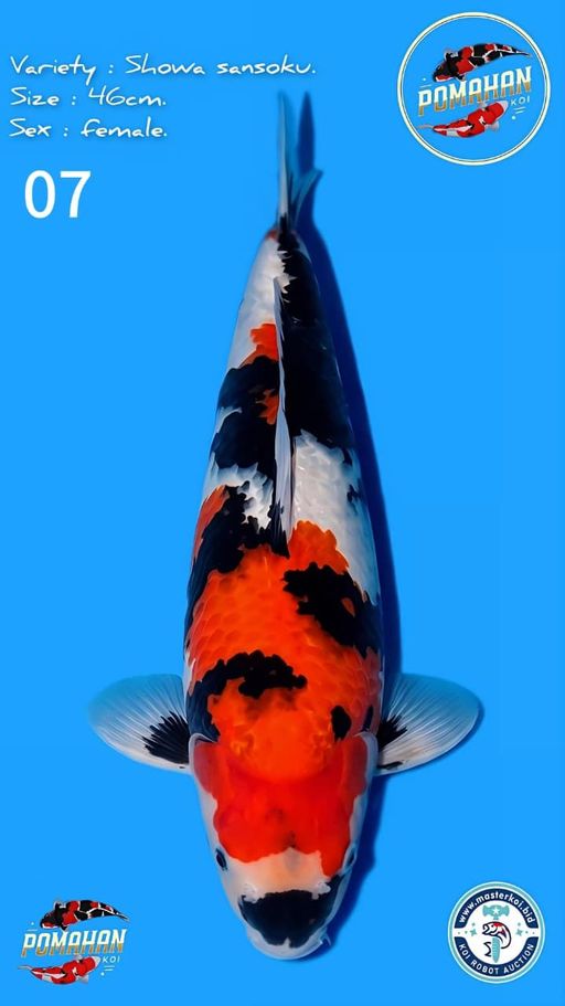 Lelang Koi Online, Jual Beli Ikan Koi, Pusat Jual Beli Koi, Info Lelang Koi Hari Ini, Platform Jual Beli Koi, Jual Beli Ikan Koi Online, Marketplace Ikan Koi, Jual Koi Terbaik, Tempat Beli Koi Berkualitas, Pasar Ikan Koi Online Terpercaya, Penjual Ikan Koi Terpercaya, Beli Koi Hias Online, Ikan Koi untuk Dijual, Koi Kualitas Terbaik, Toko Online Ikan Koi, Koi Hias Untuk Dijual, Jual Beli Ikan Koi Lokal, Koi Indonesia Online, Pusat Jual Beli Koi Terbesar