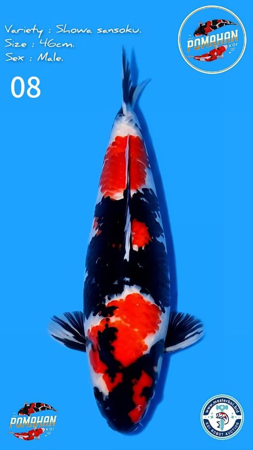 Lelang Koi Online, Jual Beli Ikan Koi, Pusat Jual Beli Koi, Info Lelang Koi Hari Ini, Platform Jual Beli Koi, Jual Beli Ikan Koi Online, Marketplace Ikan Koi, Jual Koi Terbaik, Tempat Beli Koi Berkualitas, Pasar Ikan Koi Online Terpercaya, Penjual Ikan Koi Terpercaya, Beli Koi Hias Online, Ikan Koi untuk Dijual, Koi Kualitas Terbaik, Toko Online Ikan Koi, Koi Hias Untuk Dijual, Jual Beli Ikan Koi Lokal, Koi Indonesia Online, Pusat Jual Beli Koi Terbesar