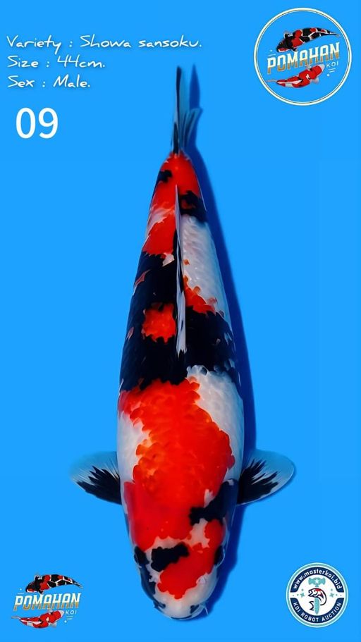 Lelang Koi Online, Jual Beli Ikan Koi, Pusat Jual Beli Koi, Info Lelang Koi Hari Ini, Platform Jual Beli Koi, Jual Beli Ikan Koi Online, Marketplace Ikan Koi, Jual Koi Terbaik, Tempat Beli Koi Berkualitas, Pasar Ikan Koi Online Terpercaya, Penjual Ikan Koi Terpercaya, Beli Koi Hias Online, Ikan Koi untuk Dijual, Koi Kualitas Terbaik, Toko Online Ikan Koi, Koi Hias Untuk Dijual, Jual Beli Ikan Koi Lokal, Koi Indonesia Online, Pusat Jual Beli Koi Terbesar