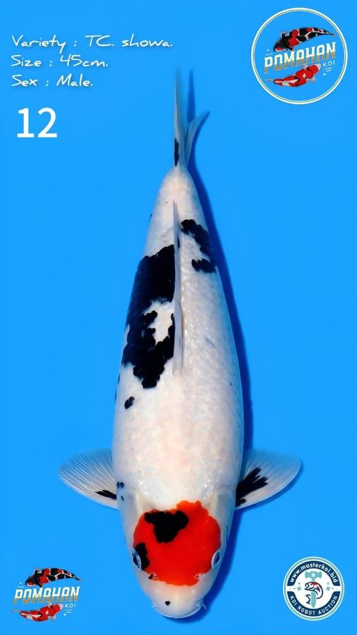 Lelang Koi Online, Jual Beli Ikan Koi, Pusat Jual Beli Koi, Info Lelang Koi Hari Ini, Platform Jual Beli Koi, Jual Beli Ikan Koi Online, Marketplace Ikan Koi, Jual Koi Terbaik, Tempat Beli Koi Berkualitas, Pasar Ikan Koi Online Terpercaya, Penjual Ikan Koi Terpercaya, Beli Koi Hias Online, Ikan Koi untuk Dijual, Koi Kualitas Terbaik, Toko Online Ikan Koi, Koi Hias Untuk Dijual, Jual Beli Ikan Koi Lokal, Koi Indonesia Online, Pusat Jual Beli Koi Terbesar