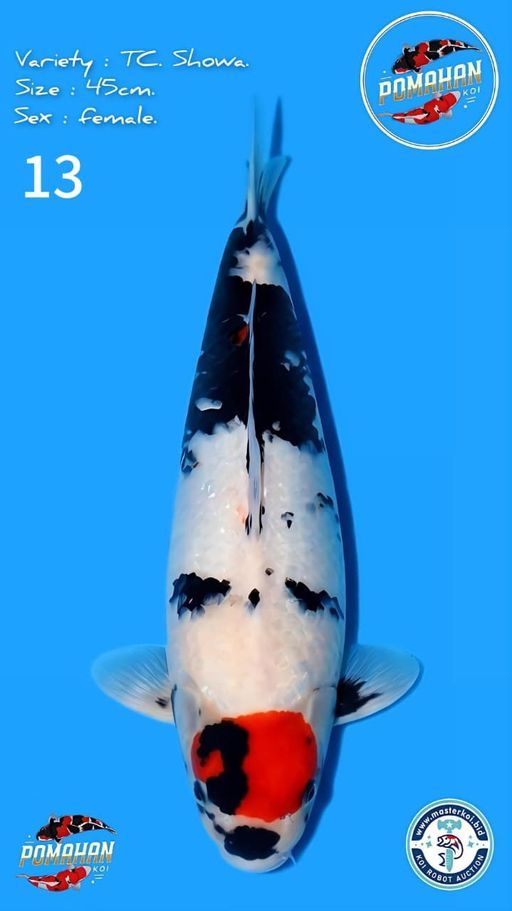 Lelang Koi Online, Jual Beli Ikan Koi, Pusat Jual Beli Koi, Info Lelang Koi Hari Ini, Platform Jual Beli Koi, Jual Beli Ikan Koi Online, Marketplace Ikan Koi, Jual Koi Terbaik, Tempat Beli Koi Berkualitas, Pasar Ikan Koi Online Terpercaya, Penjual Ikan Koi Terpercaya, Beli Koi Hias Online, Ikan Koi untuk Dijual, Koi Kualitas Terbaik, Toko Online Ikan Koi, Koi Hias Untuk Dijual, Jual Beli Ikan Koi Lokal, Koi Indonesia Online, Pusat Jual Beli Koi Terbesar