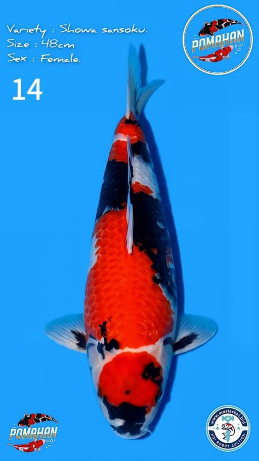14. SHOWA SANSHOKU 4...