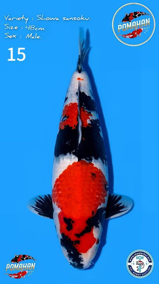 Lelang Koi Online, Jual Beli Ikan Koi, Pusat Jual Beli Koi, Info Lelang Koi Hari Ini, Platform Jual Beli Koi, Jual Beli Ikan Koi Online, Marketplace Ikan Koi, Jual Koi Terbaik, Tempat Beli Koi Berkualitas, Pasar Ikan Koi Online Terpercaya, Penjual Ikan Koi Terpercaya, Beli Koi Hias Online, Ikan Koi untuk Dijual, Koi Kualitas Terbaik, Toko Online Ikan Koi, Koi Hias Untuk Dijual, Jual Beli Ikan Koi Lokal, Koi Indonesia Online, Pusat Jual Beli Koi Terbesar