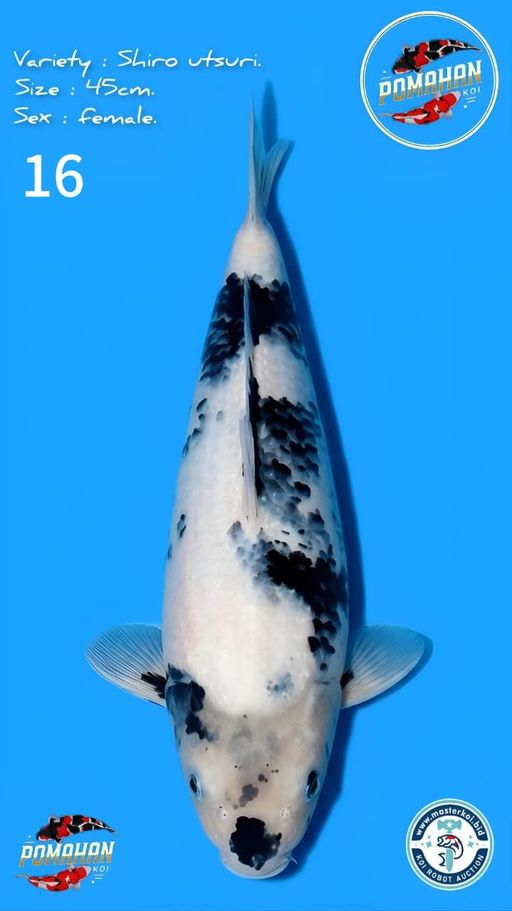 Lelang Koi Online, Jual Beli Ikan Koi, Pusat Jual Beli Koi, Info Lelang Koi Hari Ini, Platform Jual Beli Koi, Jual Beli Ikan Koi Online, Marketplace Ikan Koi, Jual Koi Terbaik, Tempat Beli Koi Berkualitas, Pasar Ikan Koi Online Terpercaya, Penjual Ikan Koi Terpercaya, Beli Koi Hias Online, Ikan Koi untuk Dijual, Koi Kualitas Terbaik, Toko Online Ikan Koi, Koi Hias Untuk Dijual, Jual Beli Ikan Koi Lokal, Koi Indonesia Online, Pusat Jual Beli Koi Terbesar