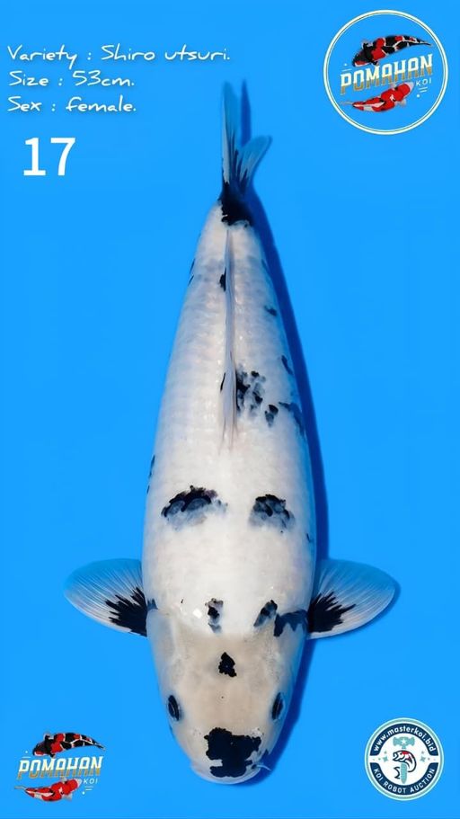 Lelang Koi Online, Jual Beli Ikan Koi, Pusat Jual Beli Koi, Info Lelang Koi Hari Ini, Platform Jual Beli Koi, Jual Beli Ikan Koi Online, Marketplace Ikan Koi, Jual Koi Terbaik, Tempat Beli Koi Berkualitas, Pasar Ikan Koi Online Terpercaya, Penjual Ikan Koi Terpercaya, Beli Koi Hias Online, Ikan Koi untuk Dijual, Koi Kualitas Terbaik, Toko Online Ikan Koi, Koi Hias Untuk Dijual, Jual Beli Ikan Koi Lokal, Koi Indonesia Online, Pusat Jual Beli Koi Terbesar