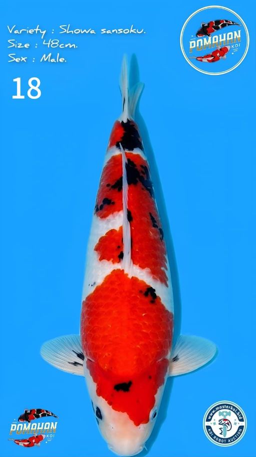 Lelang Koi Online, Jual Beli Ikan Koi, Pusat Jual Beli Koi, Info Lelang Koi Hari Ini, Platform Jual Beli Koi, Jual Beli Ikan Koi Online, Marketplace Ikan Koi, Jual Koi Terbaik, Tempat Beli Koi Berkualitas, Pasar Ikan Koi Online Terpercaya, Penjual Ikan Koi Terpercaya, Beli Koi Hias Online, Ikan Koi untuk Dijual, Koi Kualitas Terbaik, Toko Online Ikan Koi, Koi Hias Untuk Dijual, Jual Beli Ikan Koi Lokal, Koi Indonesia Online, Pusat Jual Beli Koi Terbesar