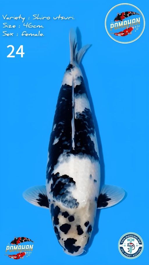 Lelang Koi Online, Jual Beli Ikan Koi, Pusat Jual Beli Koi, Info Lelang Koi Hari Ini, Platform Jual Beli Koi, Jual Beli Ikan Koi Online, Marketplace Ikan Koi, Jual Koi Terbaik, Tempat Beli Koi Berkualitas, Pasar Ikan Koi Online Terpercaya, Penjual Ikan Koi Terpercaya, Beli Koi Hias Online, Ikan Koi untuk Dijual, Koi Kualitas Terbaik, Toko Online Ikan Koi, Koi Hias Untuk Dijual, Jual Beli Ikan Koi Lokal, Koi Indonesia Online, Pusat Jual Beli Koi Terbesar