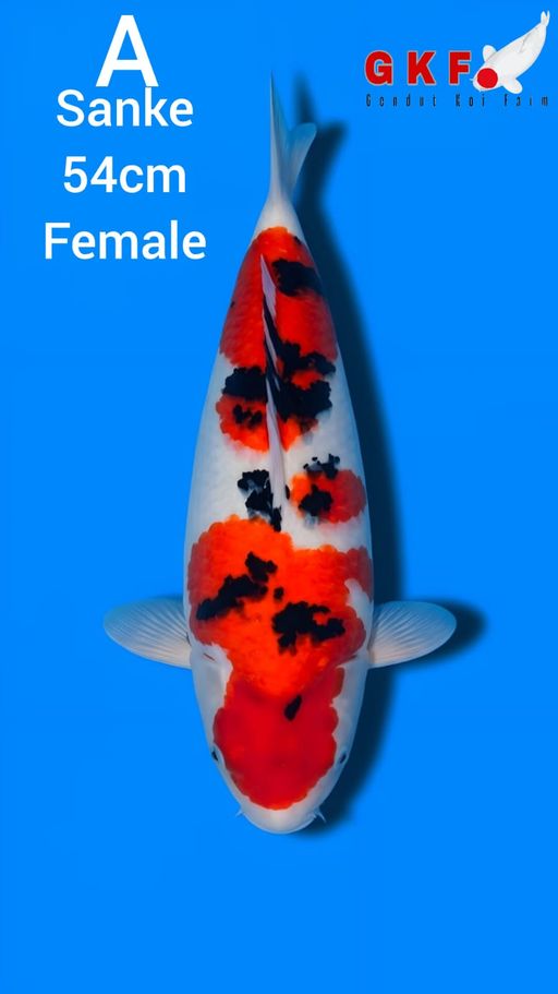 A. SANKE 54cm [FEMAL...