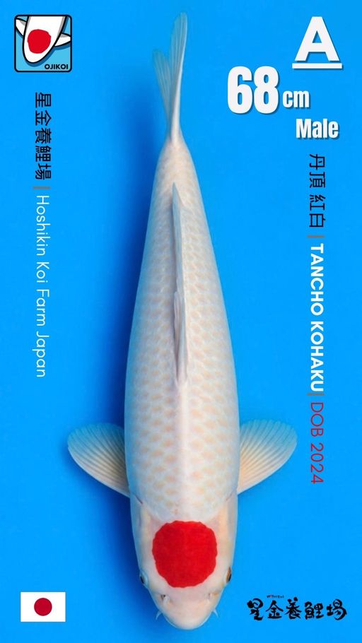 A. TANCHO KOHAKU BRE...