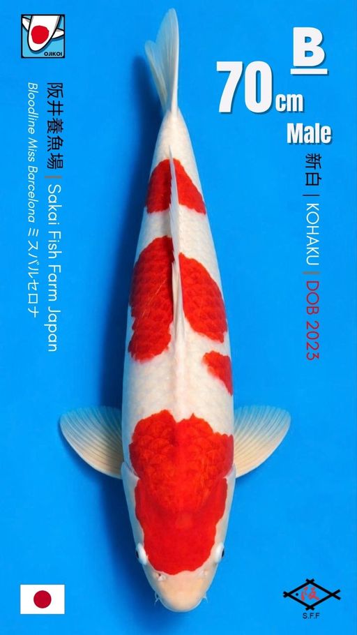B. KOHAKU BLOODLINE ...
