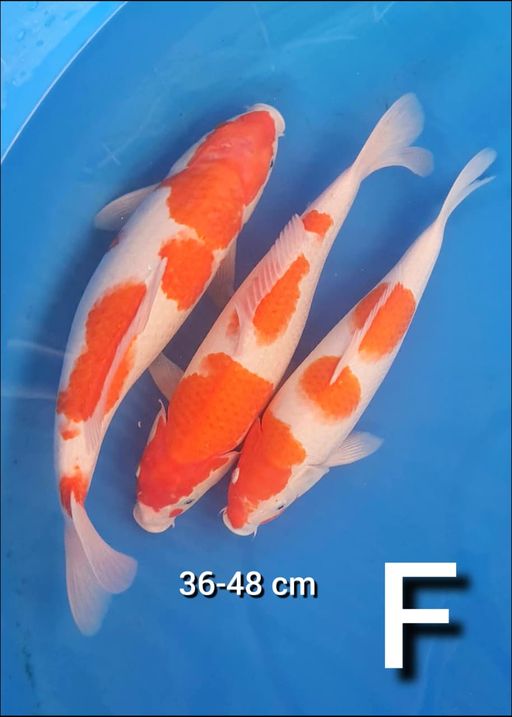 F. PAKET KOHAKU 48cm