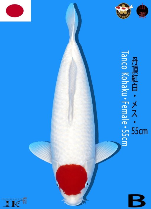 B. TANCO KOHAKU 55cm...
