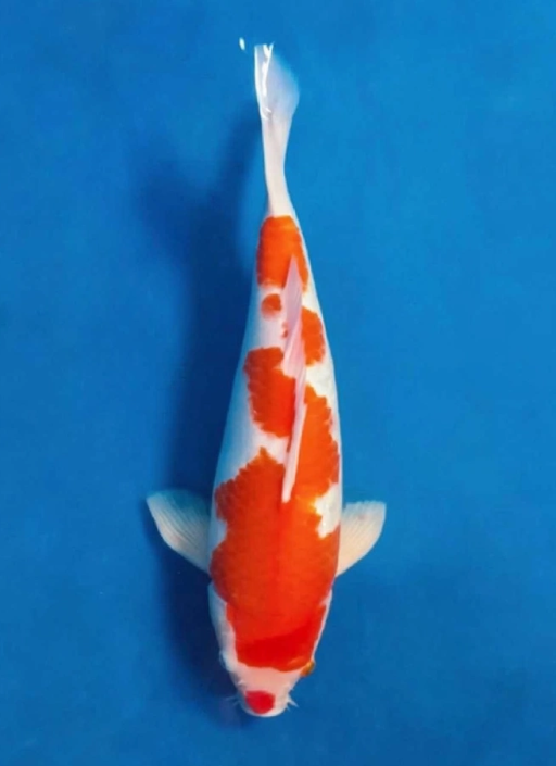 B. AKF KOHAKU 41cm (...