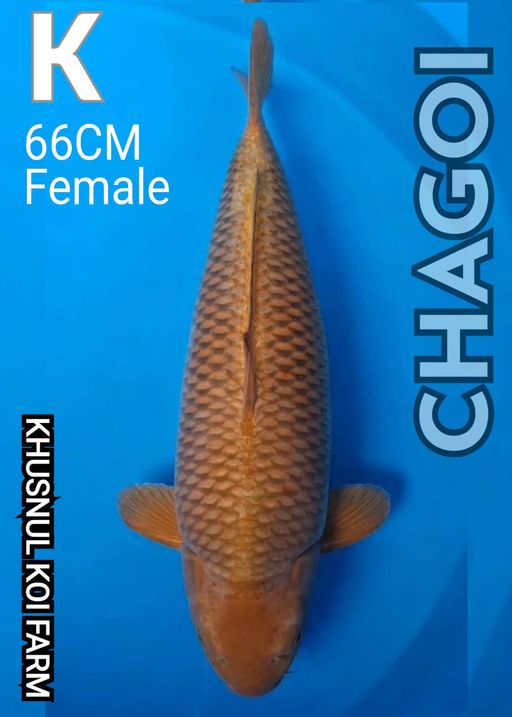 K. CHAGOI KHUSNUL KO...