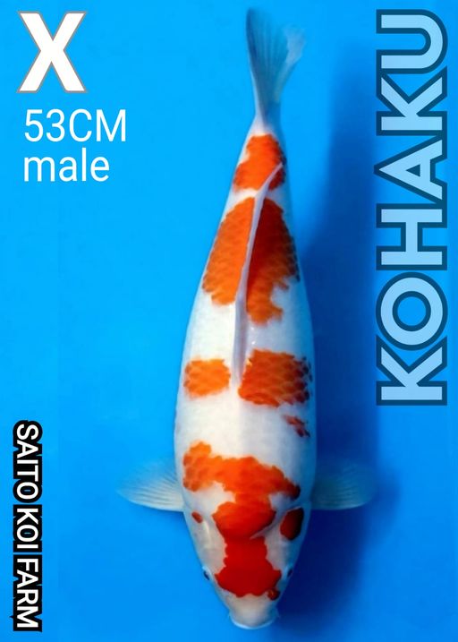 X. KOHAKU SAITO KOI ...