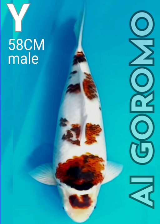 Y. AI GOROMO 58cm [M...