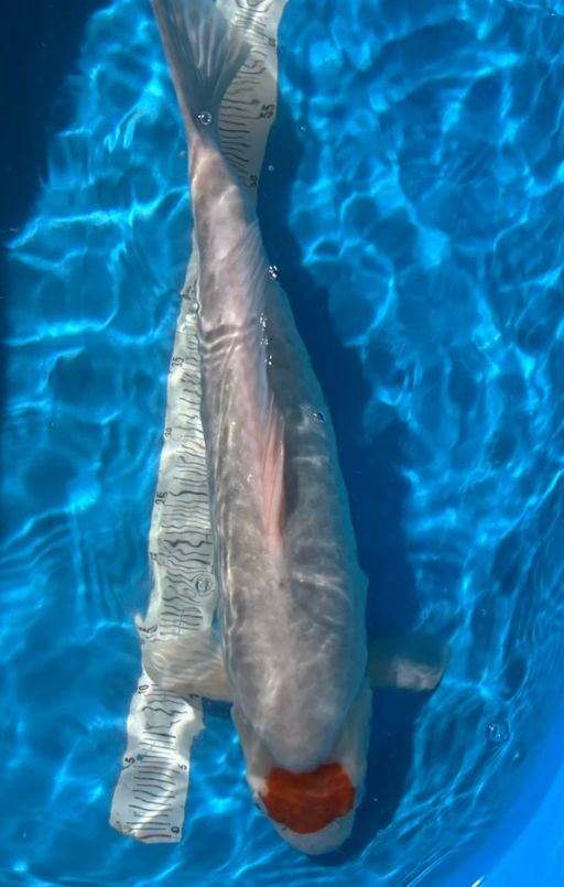 C. TC KOHAKU JUMBOBU...