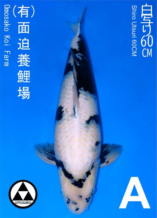 A. SHIRO OMOSAKO 60c...