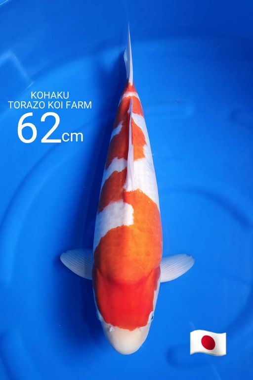 A. KOHAKU TORAZO 62c...