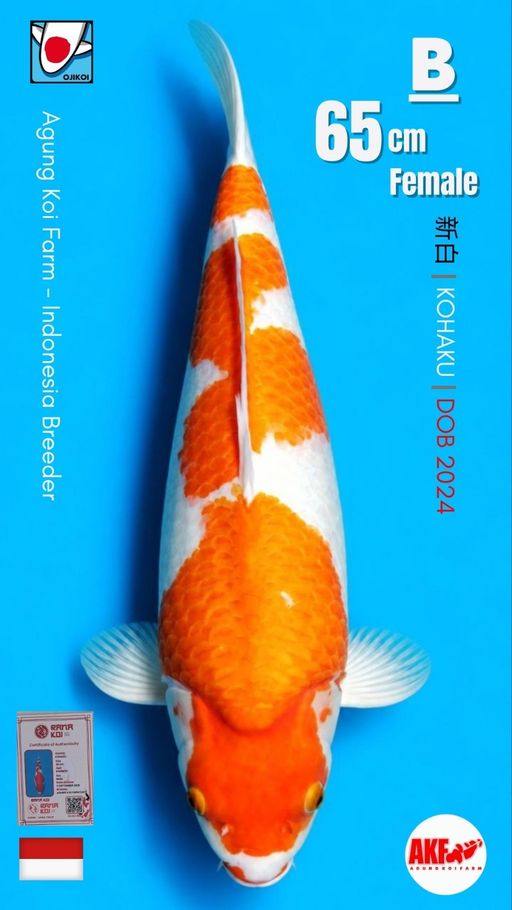 B. KOHAKU BREED BY A...