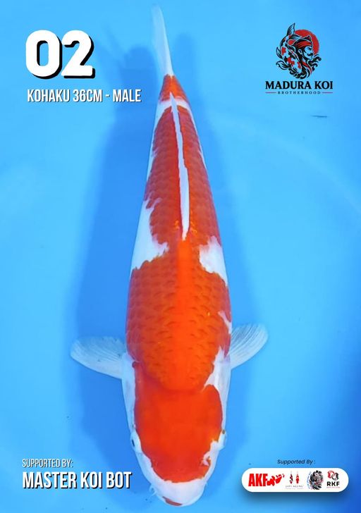 Lelang Koi Online, Jual Beli Ikan Koi, Pusat Jual Beli Koi, Info Lelang Koi Hari Ini, Platform Jual Beli Koi, Jual Beli Ikan Koi Online, Marketplace Ikan Koi, Jual Koi Terbaik, Tempat Beli Koi Berkualitas, Pasar Ikan Koi Online Terpercaya, Penjual Ikan Koi Terpercaya, Beli Koi Hias Online, Ikan Koi untuk Dijual, Koi Kualitas Terbaik, Toko Online Ikan Koi, Koi Hias Untuk Dijual, Jual Beli Ikan Koi Lokal, Koi Indonesia Online, Pusat Jual Beli Koi Terbesar