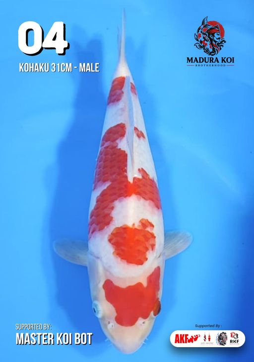 Lelang Koi Online, Jual Beli Ikan Koi, Pusat Jual Beli Koi, Info Lelang Koi Hari Ini, Platform Jual Beli Koi, Jual Beli Ikan Koi Online, Marketplace Ikan Koi, Jual Koi Terbaik, Tempat Beli Koi Berkualitas, Pasar Ikan Koi Online Terpercaya, Penjual Ikan Koi Terpercaya, Beli Koi Hias Online, Ikan Koi untuk Dijual, Koi Kualitas Terbaik, Toko Online Ikan Koi, Koi Hias Untuk Dijual, Jual Beli Ikan Koi Lokal, Koi Indonesia Online, Pusat Jual Beli Koi Terbesar