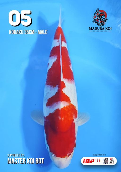Lelang Koi Online, Jual Beli Ikan Koi, Pusat Jual Beli Koi, Info Lelang Koi Hari Ini, Platform Jual Beli Koi, Jual Beli Ikan Koi Online, Marketplace Ikan Koi, Jual Koi Terbaik, Tempat Beli Koi Berkualitas, Pasar Ikan Koi Online Terpercaya, Penjual Ikan Koi Terpercaya, Beli Koi Hias Online, Ikan Koi untuk Dijual, Koi Kualitas Terbaik, Toko Online Ikan Koi, Koi Hias Untuk Dijual, Jual Beli Ikan Koi Lokal, Koi Indonesia Online, Pusat Jual Beli Koi Terbesar