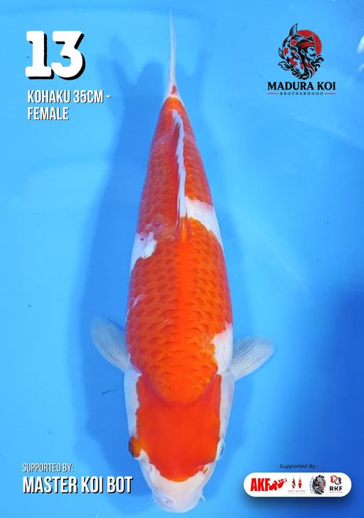 Lelang Koi Online, Jual Beli Ikan Koi, Pusat Jual Beli Koi, Info Lelang Koi Hari Ini, Platform Jual Beli Koi, Jual Beli Ikan Koi Online, Marketplace Ikan Koi, Jual Koi Terbaik, Tempat Beli Koi Berkualitas, Pasar Ikan Koi Online Terpercaya, Penjual Ikan Koi Terpercaya, Beli Koi Hias Online, Ikan Koi untuk Dijual, Koi Kualitas Terbaik, Toko Online Ikan Koi, Koi Hias Untuk Dijual, Jual Beli Ikan Koi Lokal, Koi Indonesia Online, Pusat Jual Beli Koi Terbesar
