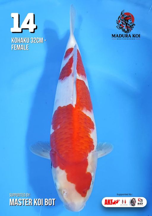 Lelang Koi Online, Jual Beli Ikan Koi, Pusat Jual Beli Koi, Info Lelang Koi Hari Ini, Platform Jual Beli Koi, Jual Beli Ikan Koi Online, Marketplace Ikan Koi, Jual Koi Terbaik, Tempat Beli Koi Berkualitas, Pasar Ikan Koi Online Terpercaya, Penjual Ikan Koi Terpercaya, Beli Koi Hias Online, Ikan Koi untuk Dijual, Koi Kualitas Terbaik, Toko Online Ikan Koi, Koi Hias Untuk Dijual, Jual Beli Ikan Koi Lokal, Koi Indonesia Online, Pusat Jual Beli Koi Terbesar