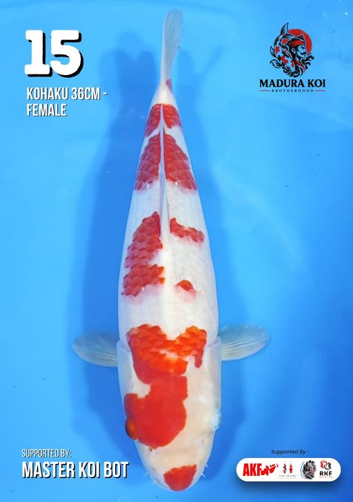 Lelang Koi Online, Jual Beli Ikan Koi, Pusat Jual Beli Koi, Info Lelang Koi Hari Ini, Platform Jual Beli Koi, Jual Beli Ikan Koi Online, Marketplace Ikan Koi, Jual Koi Terbaik, Tempat Beli Koi Berkualitas, Pasar Ikan Koi Online Terpercaya, Penjual Ikan Koi Terpercaya, Beli Koi Hias Online, Ikan Koi untuk Dijual, Koi Kualitas Terbaik, Toko Online Ikan Koi, Koi Hias Untuk Dijual, Jual Beli Ikan Koi Lokal, Koi Indonesia Online, Pusat Jual Beli Koi Terbesar