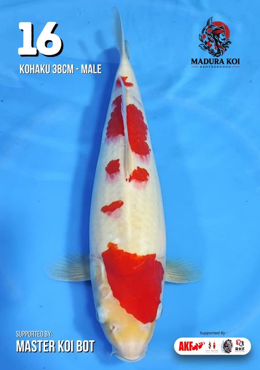 Lelang Koi Online, Jual Beli Ikan Koi, Pusat Jual Beli Koi, Info Lelang Koi Hari Ini, Platform Jual Beli Koi, Jual Beli Ikan Koi Online, Marketplace Ikan Koi, Jual Koi Terbaik, Tempat Beli Koi Berkualitas, Pasar Ikan Koi Online Terpercaya, Penjual Ikan Koi Terpercaya, Beli Koi Hias Online, Ikan Koi untuk Dijual, Koi Kualitas Terbaik, Toko Online Ikan Koi, Koi Hias Untuk Dijual, Jual Beli Ikan Koi Lokal, Koi Indonesia Online, Pusat Jual Beli Koi Terbesar