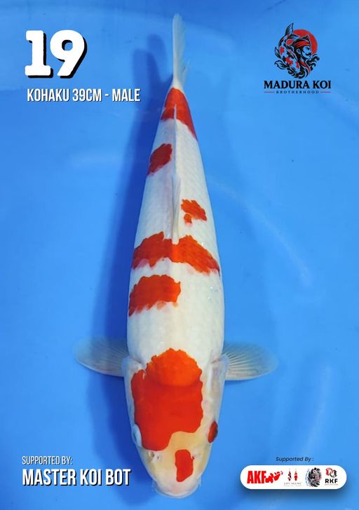 Lelang Koi Online, Jual Beli Ikan Koi, Pusat Jual Beli Koi, Info Lelang Koi Hari Ini, Platform Jual Beli Koi, Jual Beli Ikan Koi Online, Marketplace Ikan Koi, Jual Koi Terbaik, Tempat Beli Koi Berkualitas, Pasar Ikan Koi Online Terpercaya, Penjual Ikan Koi Terpercaya, Beli Koi Hias Online, Ikan Koi untuk Dijual, Koi Kualitas Terbaik, Toko Online Ikan Koi, Koi Hias Untuk Dijual, Jual Beli Ikan Koi Lokal, Koi Indonesia Online, Pusat Jual Beli Koi Terbesar