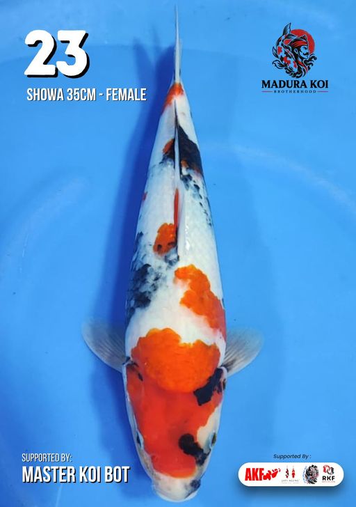 Lelang Koi Online, Jual Beli Ikan Koi, Pusat Jual Beli Koi, Info Lelang Koi Hari Ini, Platform Jual Beli Koi, Jual Beli Ikan Koi Online, Marketplace Ikan Koi, Jual Koi Terbaik, Tempat Beli Koi Berkualitas, Pasar Ikan Koi Online Terpercaya, Penjual Ikan Koi Terpercaya, Beli Koi Hias Online, Ikan Koi untuk Dijual, Koi Kualitas Terbaik, Toko Online Ikan Koi, Koi Hias Untuk Dijual, Jual Beli Ikan Koi Lokal, Koi Indonesia Online, Pusat Jual Beli Koi Terbesar