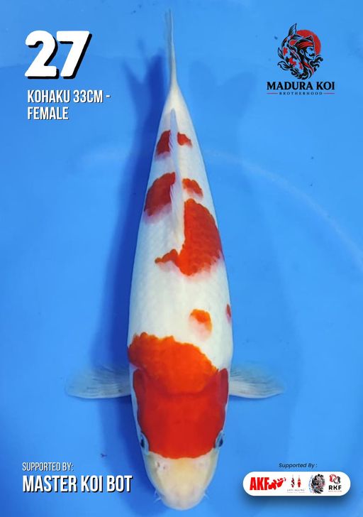 Lelang Koi Online, Jual Beli Ikan Koi, Pusat Jual Beli Koi, Info Lelang Koi Hari Ini, Platform Jual Beli Koi, Jual Beli Ikan Koi Online, Marketplace Ikan Koi, Jual Koi Terbaik, Tempat Beli Koi Berkualitas, Pasar Ikan Koi Online Terpercaya, Penjual Ikan Koi Terpercaya, Beli Koi Hias Online, Ikan Koi untuk Dijual, Koi Kualitas Terbaik, Toko Online Ikan Koi, Koi Hias Untuk Dijual, Jual Beli Ikan Koi Lokal, Koi Indonesia Online, Pusat Jual Beli Koi Terbesar
