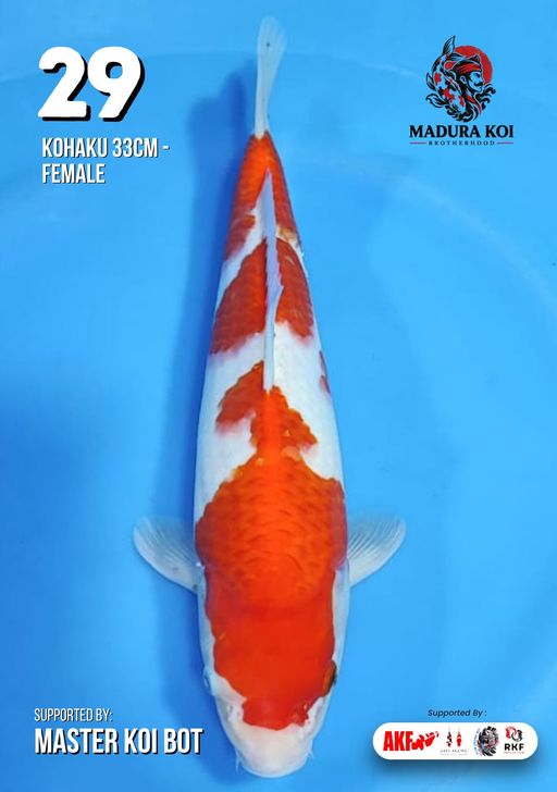 Lelang Koi Online, Jual Beli Ikan Koi, Pusat Jual Beli Koi, Info Lelang Koi Hari Ini, Platform Jual Beli Koi, Jual Beli Ikan Koi Online, Marketplace Ikan Koi, Jual Koi Terbaik, Tempat Beli Koi Berkualitas, Pasar Ikan Koi Online Terpercaya, Penjual Ikan Koi Terpercaya, Beli Koi Hias Online, Ikan Koi untuk Dijual, Koi Kualitas Terbaik, Toko Online Ikan Koi, Koi Hias Untuk Dijual, Jual Beli Ikan Koi Lokal, Koi Indonesia Online, Pusat Jual Beli Koi Terbesar