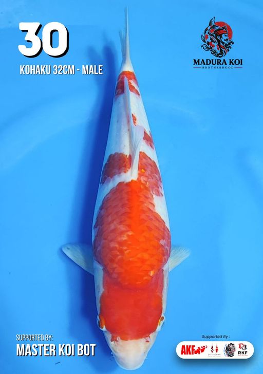 Lelang Koi Online, Jual Beli Ikan Koi, Pusat Jual Beli Koi, Info Lelang Koi Hari Ini, Platform Jual Beli Koi, Jual Beli Ikan Koi Online, Marketplace Ikan Koi, Jual Koi Terbaik, Tempat Beli Koi Berkualitas, Pasar Ikan Koi Online Terpercaya, Penjual Ikan Koi Terpercaya, Beli Koi Hias Online, Ikan Koi untuk Dijual, Koi Kualitas Terbaik, Toko Online Ikan Koi, Koi Hias Untuk Dijual, Jual Beli Ikan Koi Lokal, Koi Indonesia Online, Pusat Jual Beli Koi Terbesar