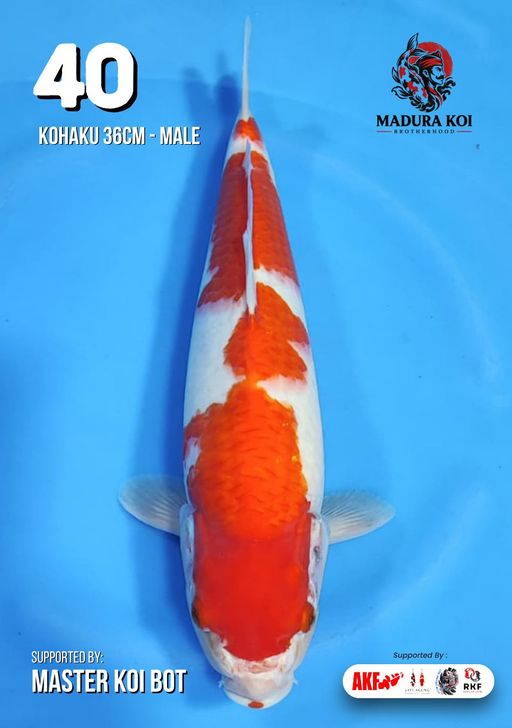 Lelang Koi Online, Jual Beli Ikan Koi, Pusat Jual Beli Koi, Info Lelang Koi Hari Ini, Platform Jual Beli Koi, Jual Beli Ikan Koi Online, Marketplace Ikan Koi, Jual Koi Terbaik, Tempat Beli Koi Berkualitas, Pasar Ikan Koi Online Terpercaya, Penjual Ikan Koi Terpercaya, Beli Koi Hias Online, Ikan Koi untuk Dijual, Koi Kualitas Terbaik, Toko Online Ikan Koi, Koi Hias Untuk Dijual, Jual Beli Ikan Koi Lokal, Koi Indonesia Online, Pusat Jual Beli Koi Terbesar