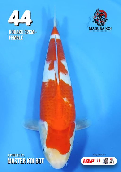 Lelang Koi Online, Jual Beli Ikan Koi, Pusat Jual Beli Koi, Info Lelang Koi Hari Ini, Platform Jual Beli Koi, Jual Beli Ikan Koi Online, Marketplace Ikan Koi, Jual Koi Terbaik, Tempat Beli Koi Berkualitas, Pasar Ikan Koi Online Terpercaya, Penjual Ikan Koi Terpercaya, Beli Koi Hias Online, Ikan Koi untuk Dijual, Koi Kualitas Terbaik, Toko Online Ikan Koi, Koi Hias Untuk Dijual, Jual Beli Ikan Koi Lokal, Koi Indonesia Online, Pusat Jual Beli Koi Terbesar
