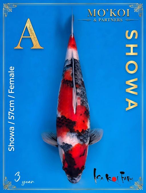 A. SHOWA ISA KOI FAR...