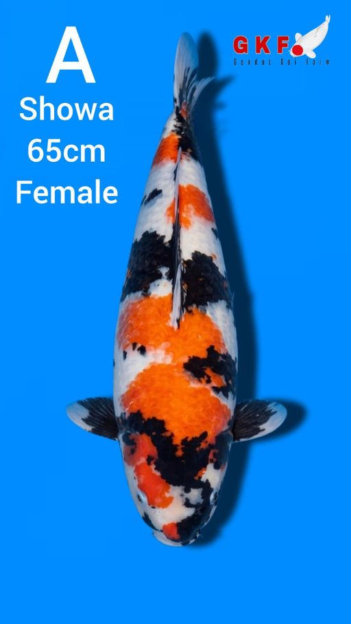 A. SHOWA 65cm [FEMAL...
